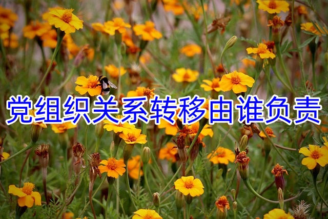 党组织关系转移由谁负责