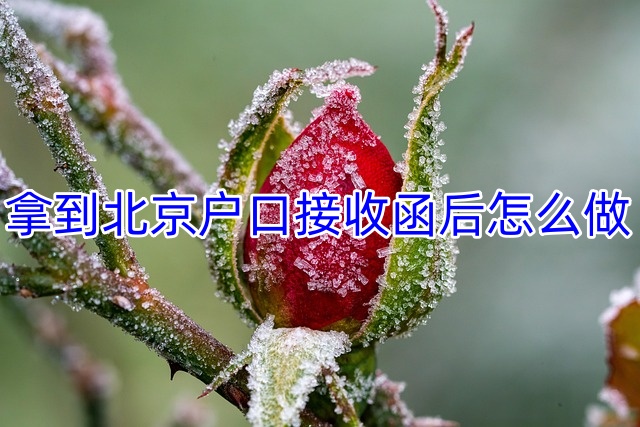 拿到北京户口接收函后怎么做