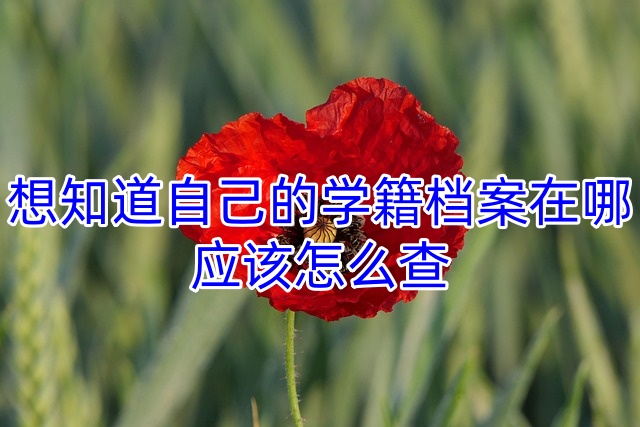 想知道自己的学籍档案在哪，应该怎么查