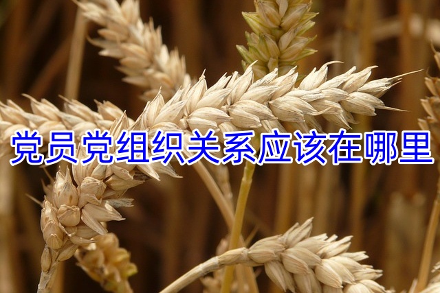 党员党组织关系应该在哪里