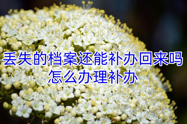 丢失的档案还能补办回来吗，怎么办理补办