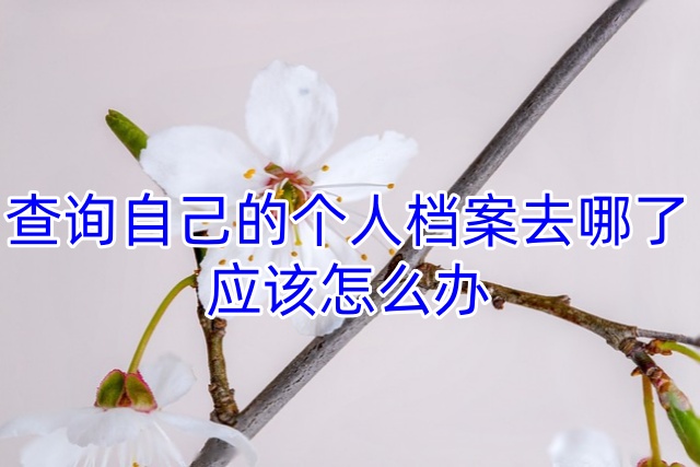 查询自己的个人档案去哪了，应该怎么办