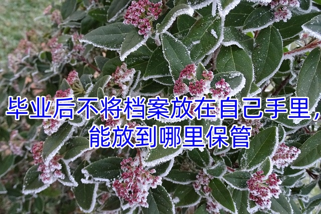 毕业后不将档案放在自己手里，能放到哪里保管