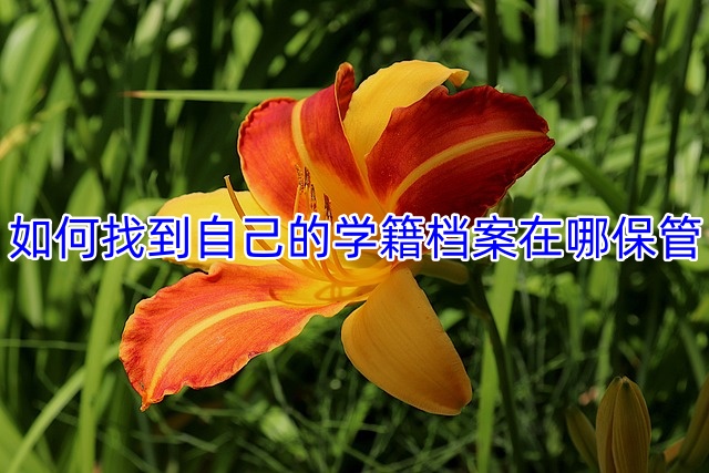 如何找到自己的学籍档案在哪保管