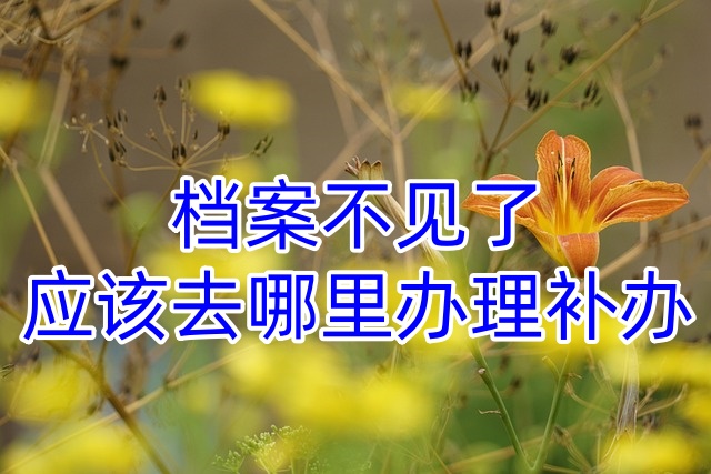 档案不见了，应该去哪里办理补办